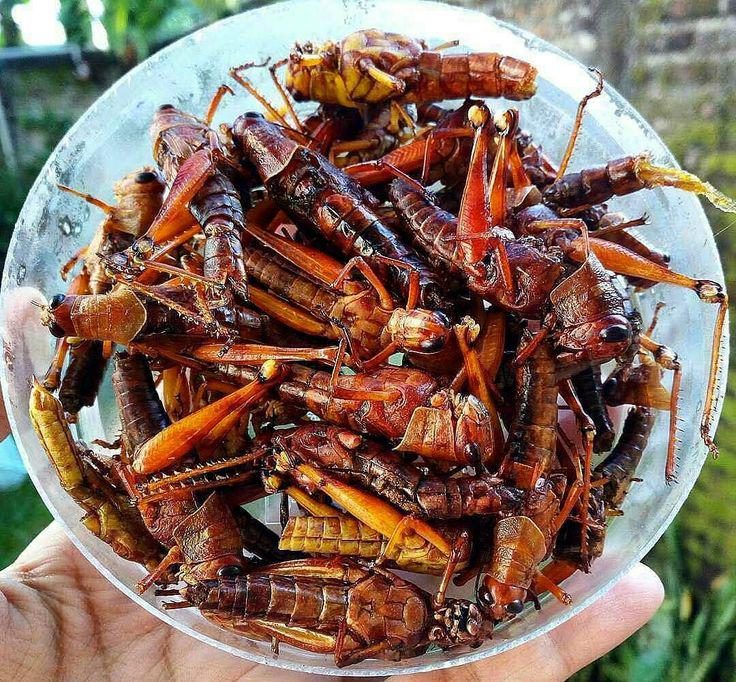 Belalang kering 200gr (repack)