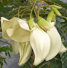 bunga turi 500g